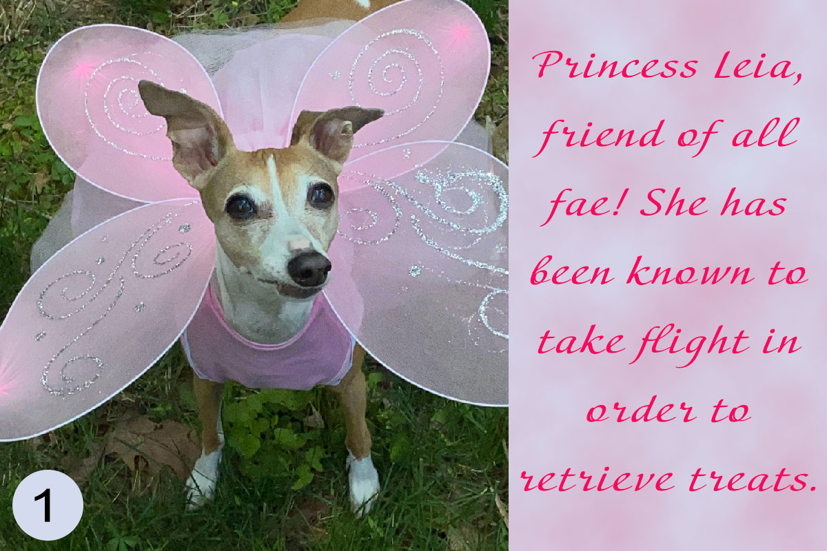 Contestant #1 Princess Leia