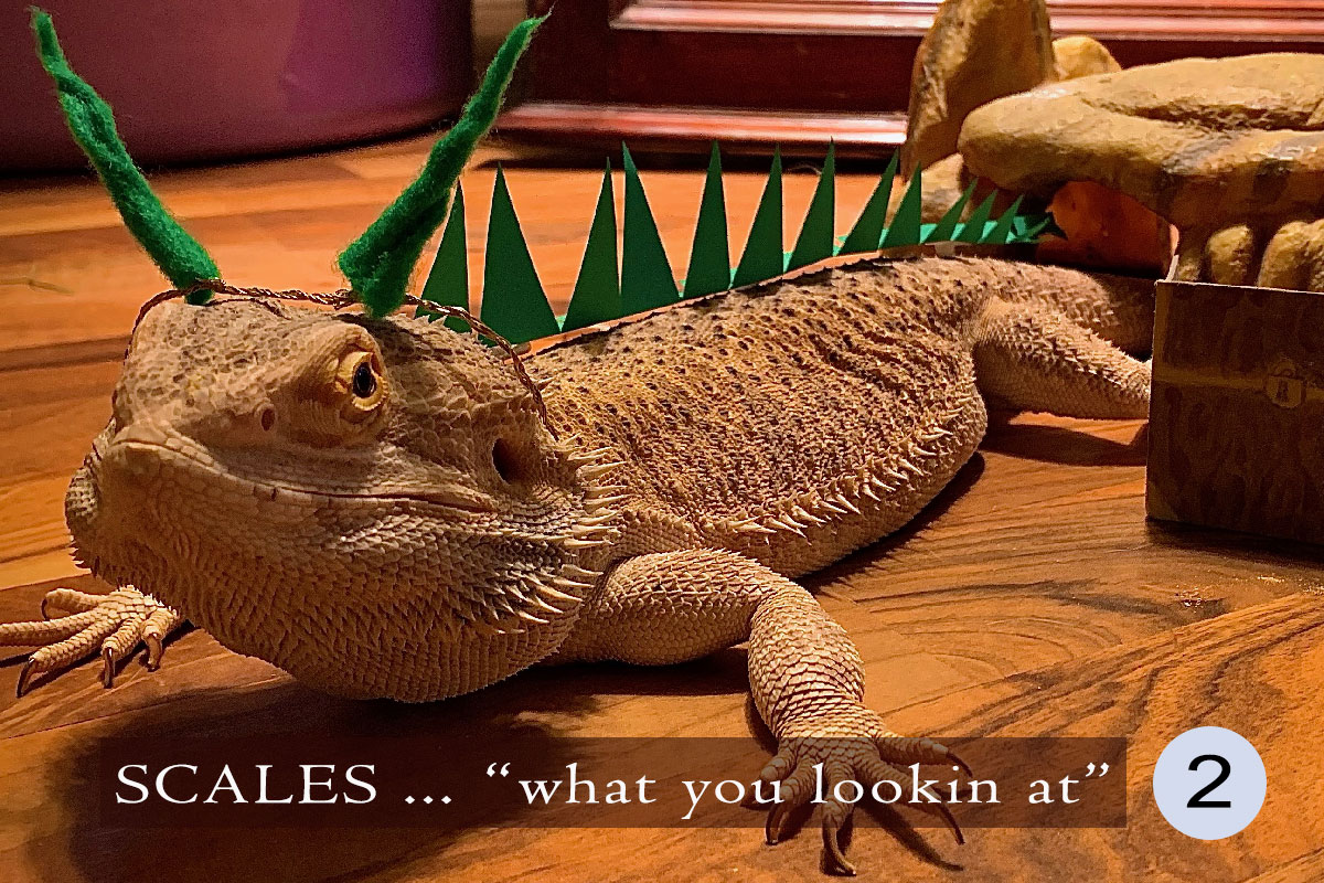 Contestant #2 Scales