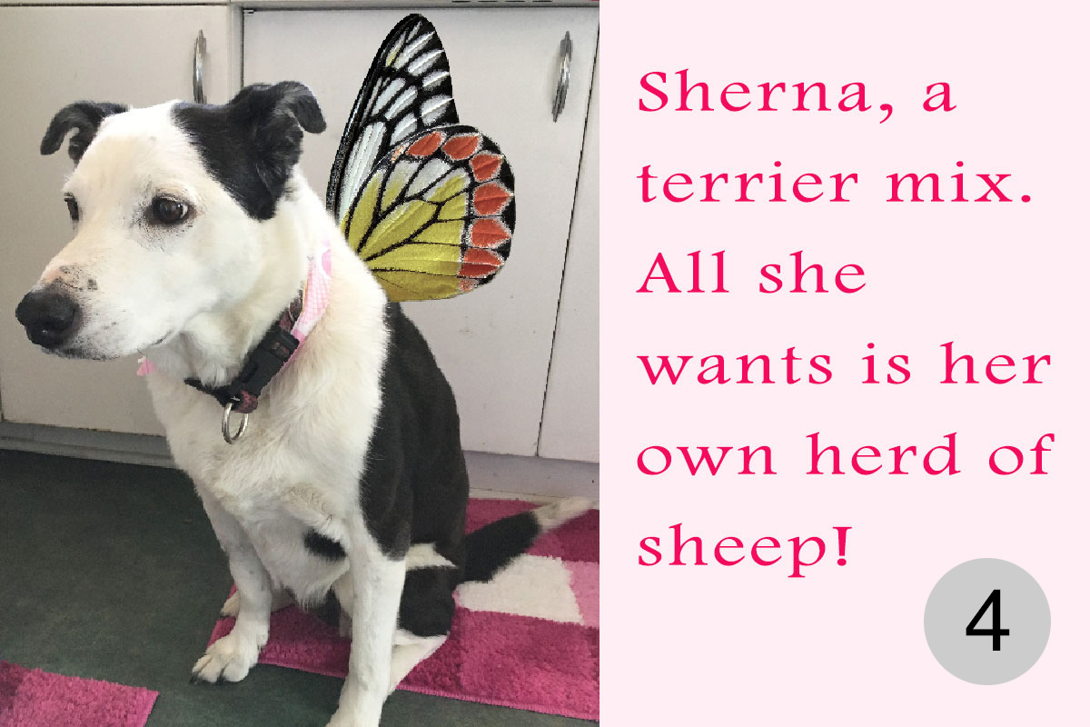 Contestant #4, Sheerna, a terrier mix